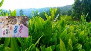 Rize Ziraat Odası'nın 2019 Yılı Yaş Çay Fiyat Talebi!