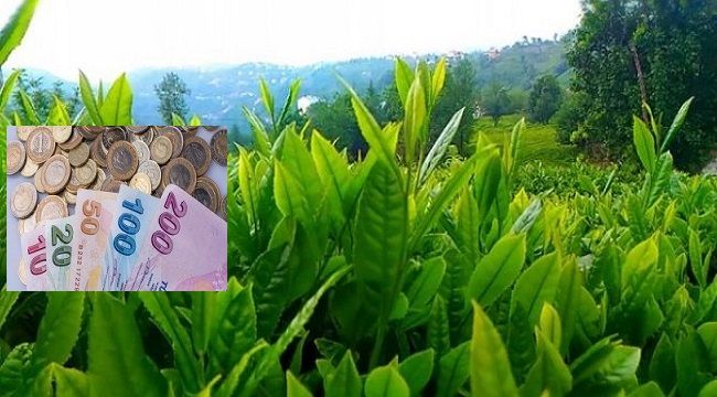 Çay Budama Bedelleri Hesaplara Yatırıldı