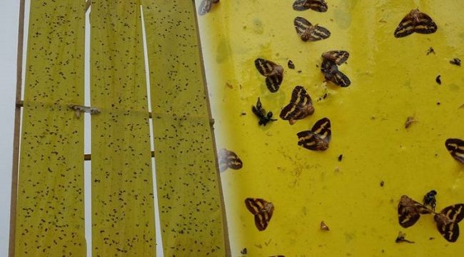 Vampir Kelebeklere Çözüm Denemeleri Yapılıyor