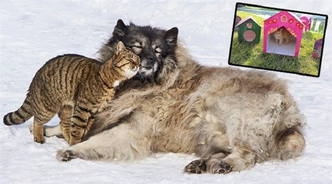 Sokak Hayvanları Aç ve Susuz Kalmasın!