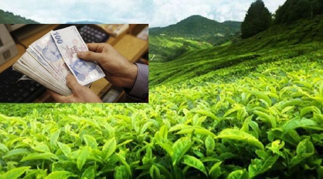 Yaş Çay Destekleme Paraları Hesaplara Yatırıldı