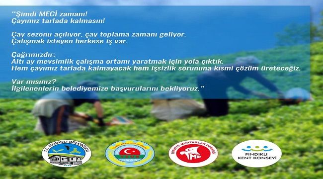 Fındıklı Çayını