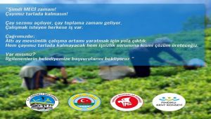 Fındıklı Çayını