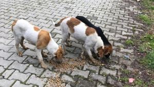 İçişleri Bakanlığından “Sokak Hayvanları” İçin Genelge