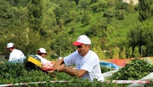 2020 Yılı Çay Hasadı İşçilik Ücretleri Belirlendi