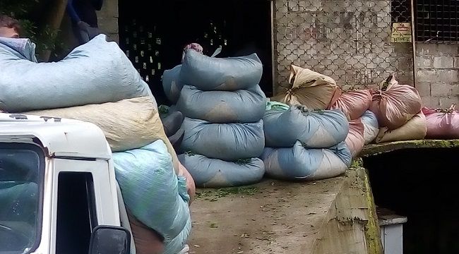 Çay Üreticisinden ÇAYKUR'a Kontenjan Tepkisi