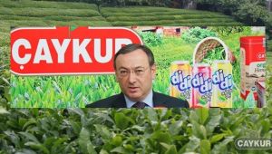 ÇAYKUR Yaş Çay Alımlarına Başlıyor