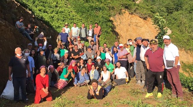 Fındıklı'da “Çay Meci” Kapsamında Hasat Sürüyor