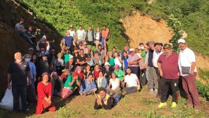 Fındıklı'da “Çay Meci” Kapsamında Hasat Sürüyor