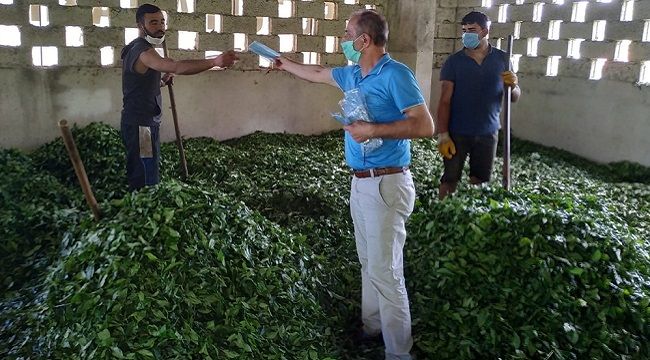 CHP Çay Üreticilerine maske dağıtıyor
