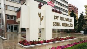 ÇAYKUR İkinci Sürgün Yaş Çay Alımına Başlıyor