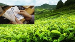 Haziran Ayı Yaş Çay Paraları Ödeniyor