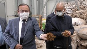 Çay Lifleri ve Atıkları Ekonomiye Kazandırılacak