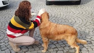Sokak Hayvanlarına Yönelik Rehabilitasyon Çalışmaları