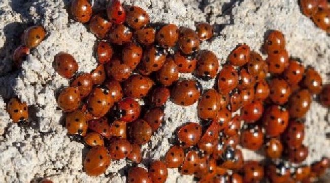 Rize'yi İstila Eden Uğur Böceklerinin Sırrı Ortaya Çıktı