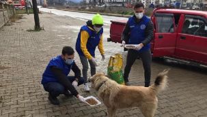 Pazar'da Sokağa Çıkma Kısıtlamasında Sokak Hayvanları Unutulmadı