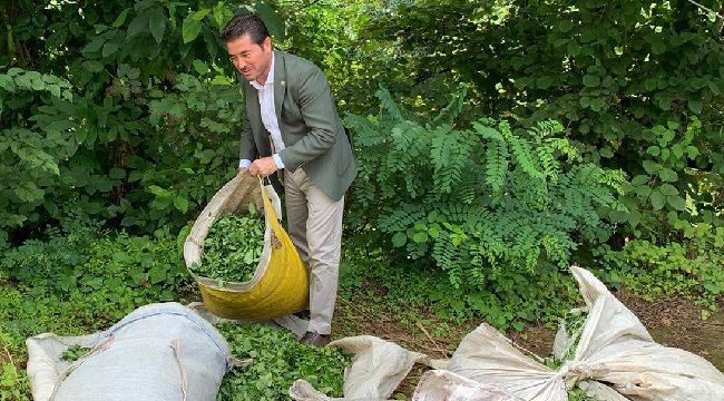 CHP’li KAYA: “Çay Üreticilerimizin Derdi; Kota, Kontenjan ve Sahipsizlik!”
