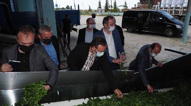 ÇAYKUR, Tam Kapasite Yaş Çay Alımını Sürdürüyor