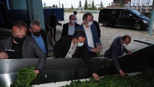 ÇAYKUR, Tam Kapasite Yaş Çay Alımını Sürdürüyor