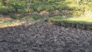 Çay Bahçelerinin Budanması Projesi Uzatıldı