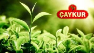 ÇAYKUR, Yaş Çay Paralarını Hesaplara Aktarıyor