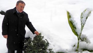 ALİM: 'Kar, Çayın Kalitesi Ve Verimini Artırıyor'