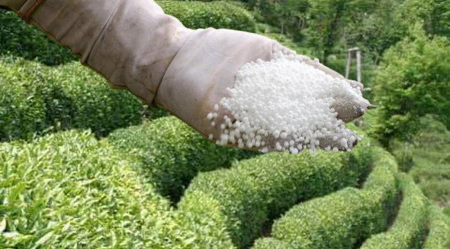 Çay Üreticileri, Gübre Fiyatlarına Tepkili