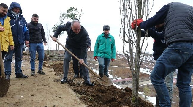Belediye Binlerce Ağacı Toprakla Buluşturuyor