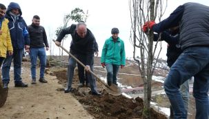 Belediye Binlerce Ağacı Toprakla Buluşturuyor