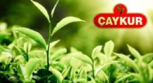 ÇAYKUR, Yaş Çay Destekleme Paralarını Ödedi