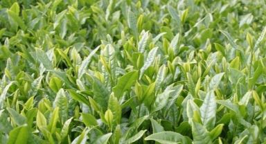 Haziran Ayı Çay Paraları Banka Hesaplarına Aktardı
