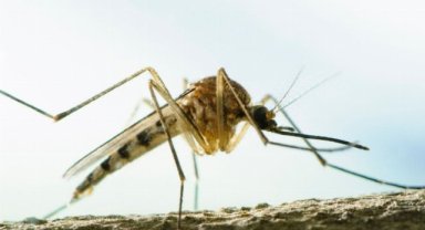 Dikkat! Aedes Sivrisinekleri Türkiye'de!