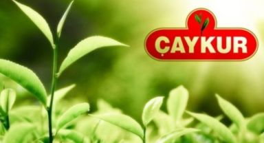 ÇAYKUR’un Yaş Çay Paralarını Ödeme Tarihi Belli Oldu