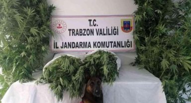 Trabzon Ortahisar'da Jandarma'dan Ortak Operasyon