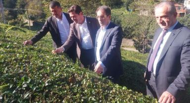 CHP’li Ahmet Kaya’dan Cumhurbaşkanına Çağrı: “ÇAYKUR Mevsimlik İşçilerimize Kadro Verilmeli”