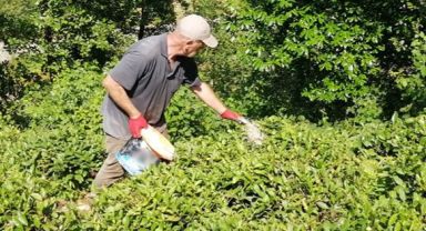Rize Pazar Tarım Kredi Kooperatifi Yaş Çay Gübre Satışlarına Başladı