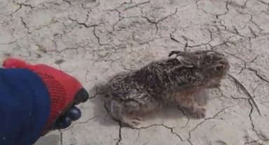 Davetsiz Misafiri Eliyle Besledi, Doğaya Saldı