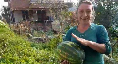 Rize’de Yanlışlıkla Karpuz Yetiştirdi