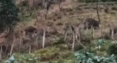 Hemşin’de Aç Kalan Domuzlar Sürü Halinde İlçe Merkeze İndi
