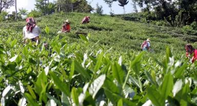 Rize Ziraat Odası, 2024 Yılı Yaş Çay Maliyetini Hesapladı