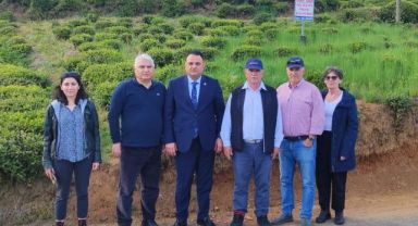 Macaristan’dan Getirdiler, Rize’de Denenmeye Başlandı