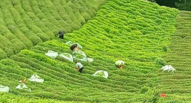 ÇAYKUR’dan Üreticilere İkinci Sürgün Uyarısı: 