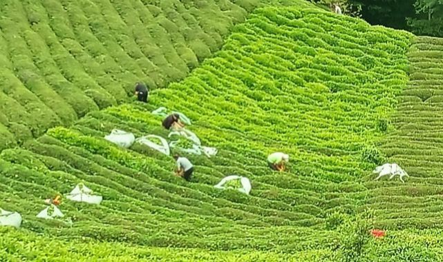 ÇAYKUR’dan Üreticilere İkinci Sürgün Uyarısı: