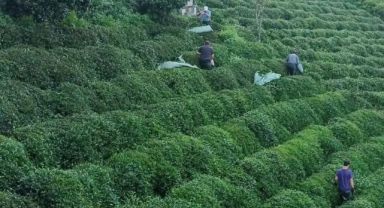 Rize Pazar TASLIDERE Çay Fabrikasından Üreticilere Alım Duyurusu!