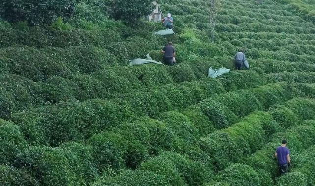 ÇAYKUR, Eylül Ayı Yaş Çay Paralarını Ödedi