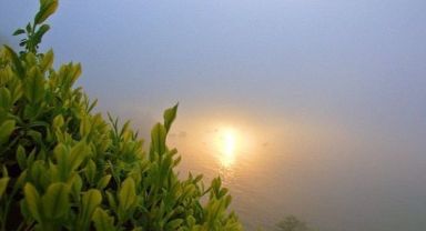 ÇAYKUR Ekim Ayı Yaş Çay Paralarını Üretici Hesaplarına Aktardı