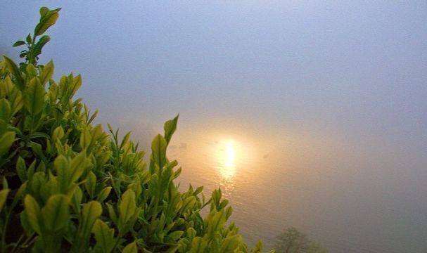 ÇAYKUR Ekim Ayı Yaş Çay Paralarını Üretici Hesaplarına Aktardı