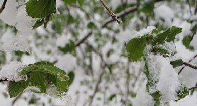 Doğu Karadeniz İçin Zirai Don Uyarısı 