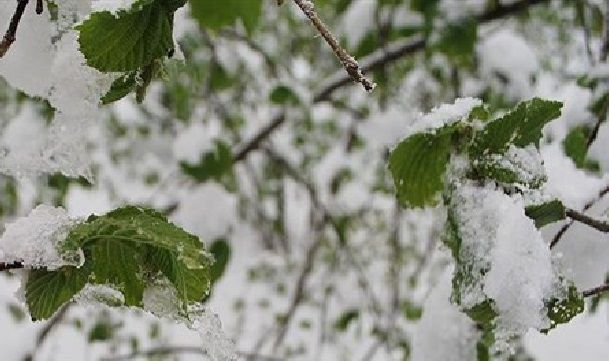 Doğu Karadeniz İçin Zirai Don Uyarısı 