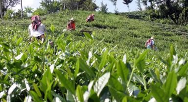 Fındıklı’da Çay Üreticilerinden Taban Fiyat Çağrısı 